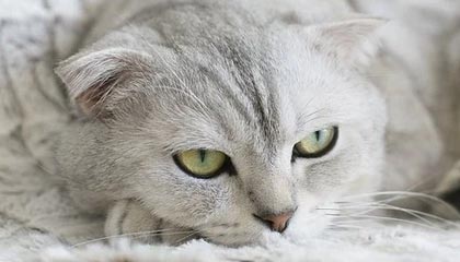 九游下载安装-英超精彩逆转，关键战术调整助力胜利，英超战术分析